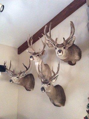 Ojai Valley Taxidermy