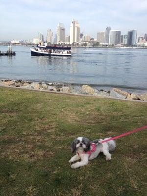 Miss Suzi on her Go Girl walk @ the Coronado Ferry Landing.