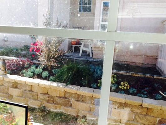 Beautiful view from my kitchen window with my New Zealand tea tree and succulents using minimal water with a drip system.