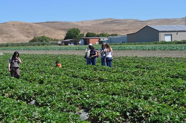 Members of our tour group pick and sample fresh strawberries.