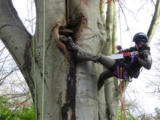 Advanced aerial and micro-resistance drill testing on large beech tree