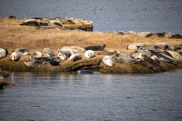 Long Island Harbor Seals sunning on the marshes.