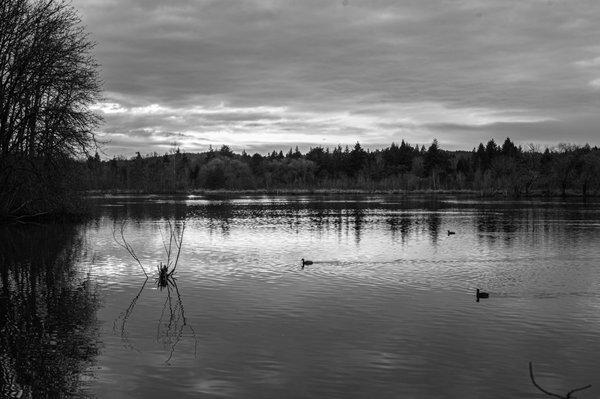 Koll Center Wetlands