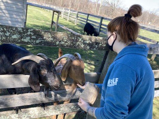 Feeding the goats