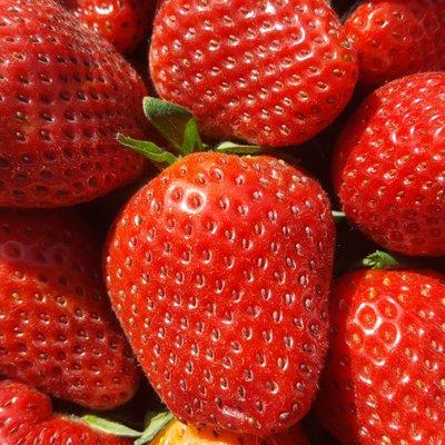 Fresh picked daily Strawberries - Non-GMO