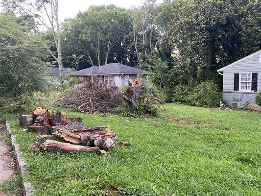 Partially cut tree and cuttings left, stump is over 5' tall