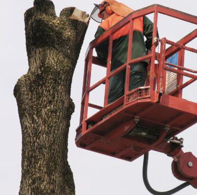 An Affordable Tree Service