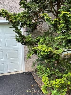 Ruined Hinoki False Cypress ornamental tree