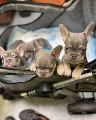 Beautiful frenchie puppies available