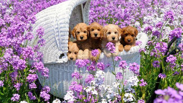 Beautiful puppies in a field of spring wild flowers!