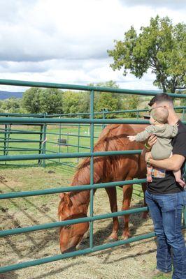 infant petting horse