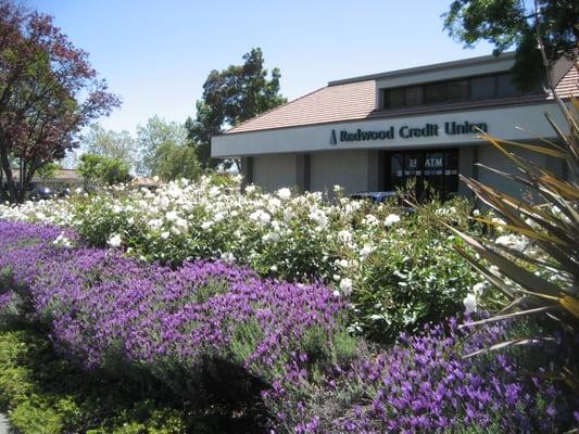 Redwood Credit Union