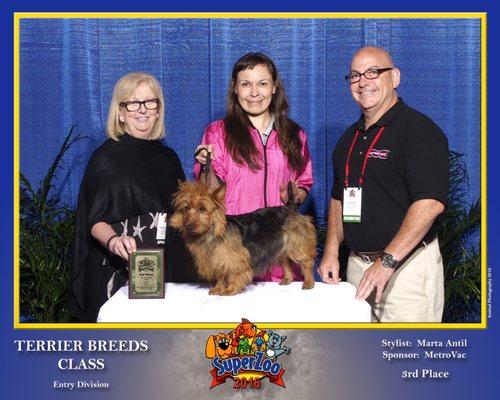 Australian Terrier (handstripping)