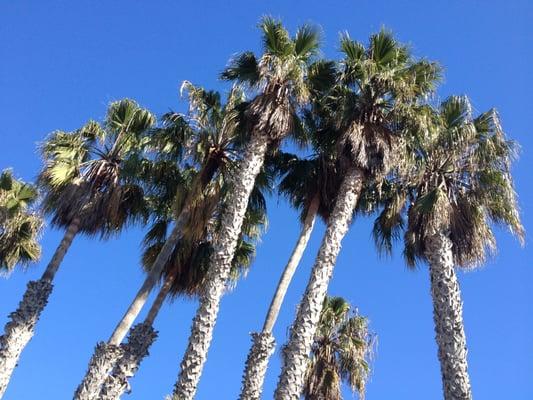 Santa Monica palms:)