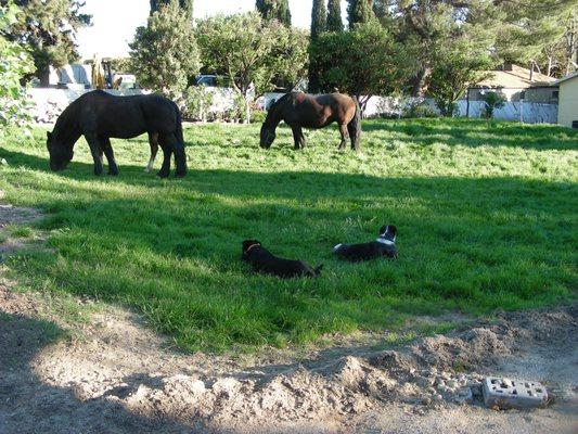 Equestrian estates are a specialty for Martin and Bea Laufer.