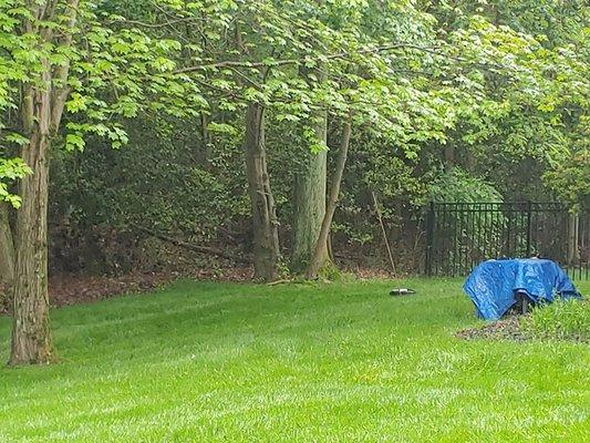 This is our side yard. Lots of shade, too much shade. Until now, I've never seen grass here!