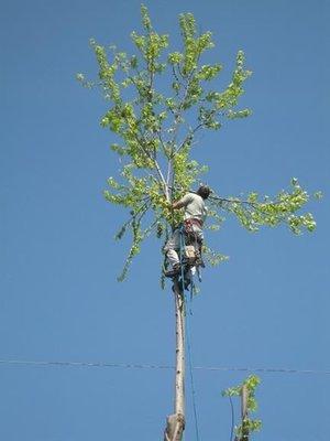 Green Shadow Tree Service, LLC