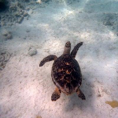 swimming with the turtles near the reef in Akumal