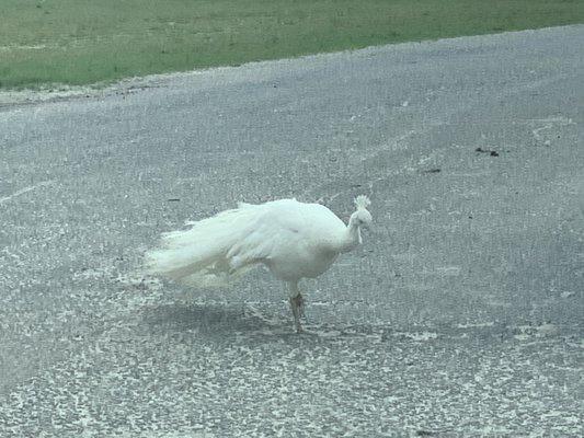 Albino Peacock