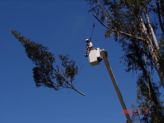 Topping a Eucalyptus tree.