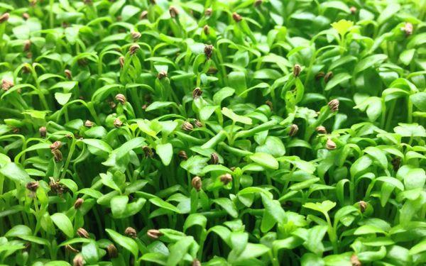 Custom grown microgreens for chefs and households.