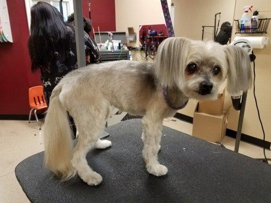 Little old Gussy after his summer grooming !