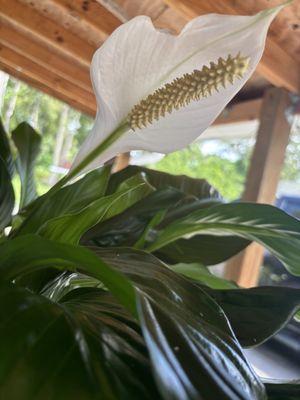 Peace Lily