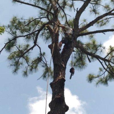 Don's Tree Service