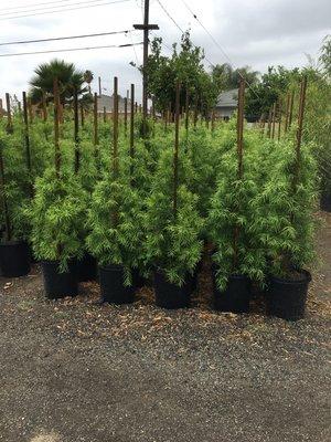 Podocarpus Graciliour 15 gallon