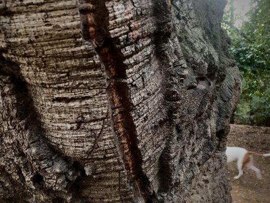 Wrinkled oak before my Bella's behind, in the behind.