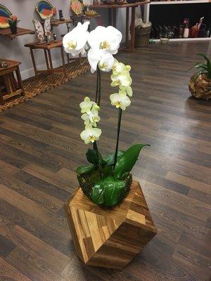 Beautiful orchid