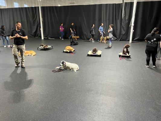 Mine is the black and white beauty in front. NEVER thought I'd see her so calm and disciplined in this environment.