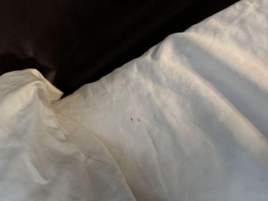 Bed bug stains