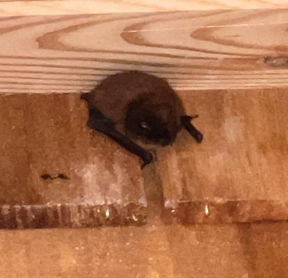 Active bat infestation at rental property.