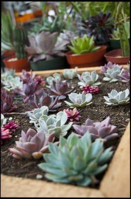 Succulent Walls can be hung in your garden or home.