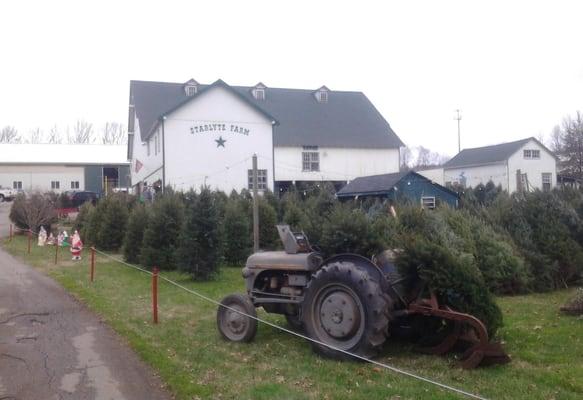 Christmas trees in Chester county