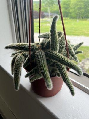 Monkey tail cactus