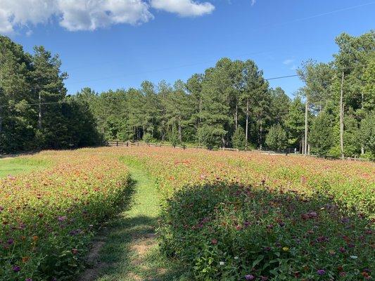 Flower field for photo fun