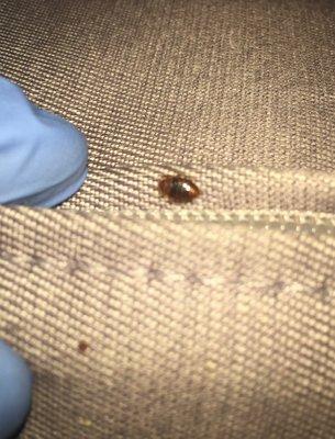 Here's a bed bug walking across the seams of someones mattress.  A typical place where they like to nest.