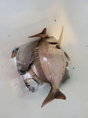 My porgy catch