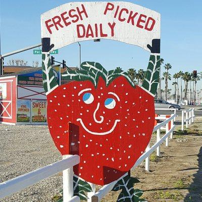 Thacker Berry Farms