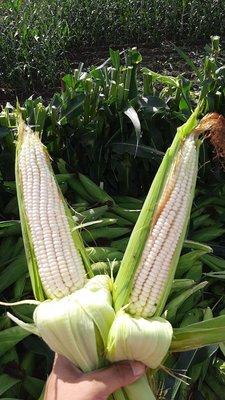 Mexican White Corn / Elote Blanco Mexicano