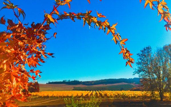 Fall at the Silver Coyote vineyard outside Monroe, Oregon