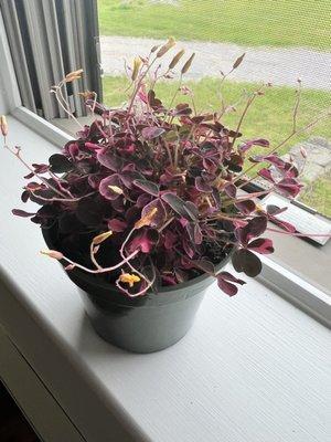 Tricolor oxalis