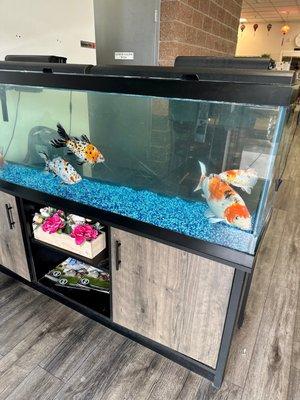 Koi fish tank