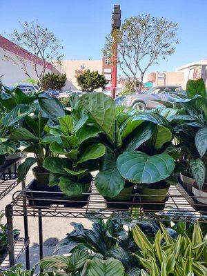 Small fiddle leaf plants for $12