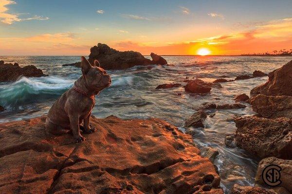 Laguna Beach Pup-Freelance.