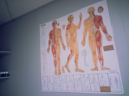 Acupuncture Chart