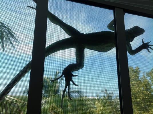 Nature at your window!