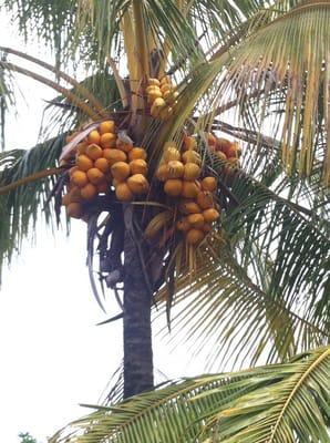 Coconut tree, Dwarf Red Spicata, Panama Tall, and other rare varieties.